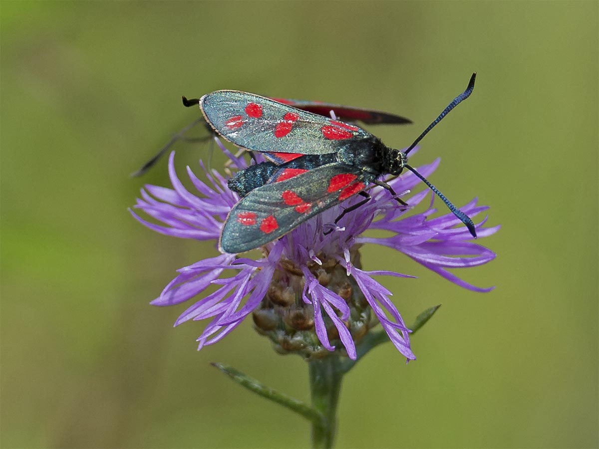 Zygaena filipendulae